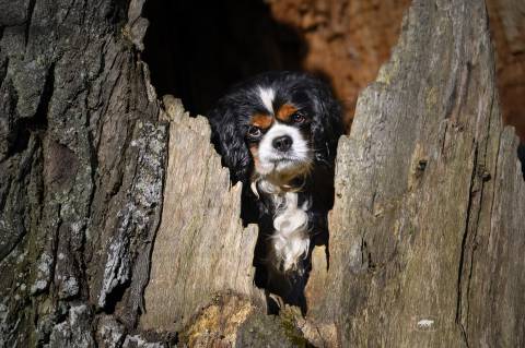 Hundemesse "Tag des Hundes" image