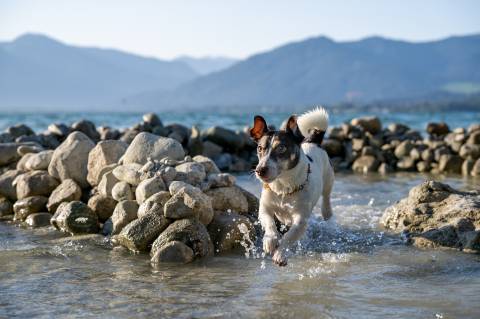 Hundemesse "Tag des Hundes" image