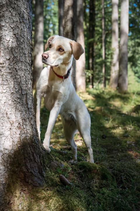 Hundemesse Dahoam image