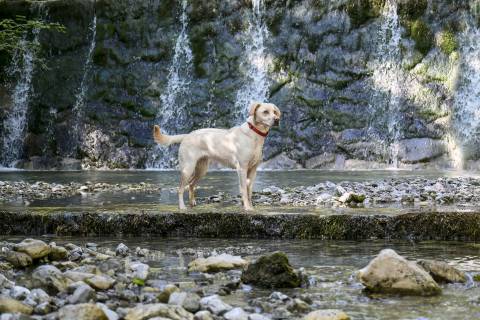 Retriever-Woche image