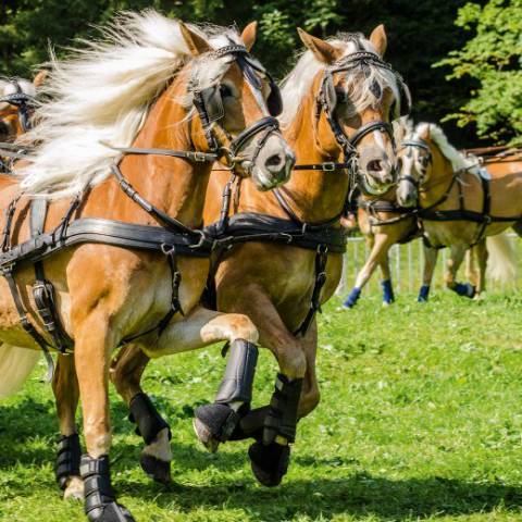 Rosstag Rottach-Egern image