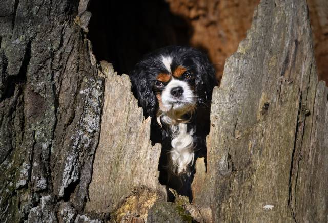 Hundemesse "Tag des Hundes"