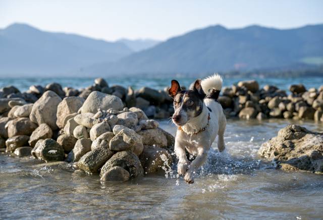 Hundemesse "Tag des Hundes"