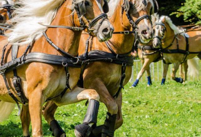 Rosstag Rottach-Egern