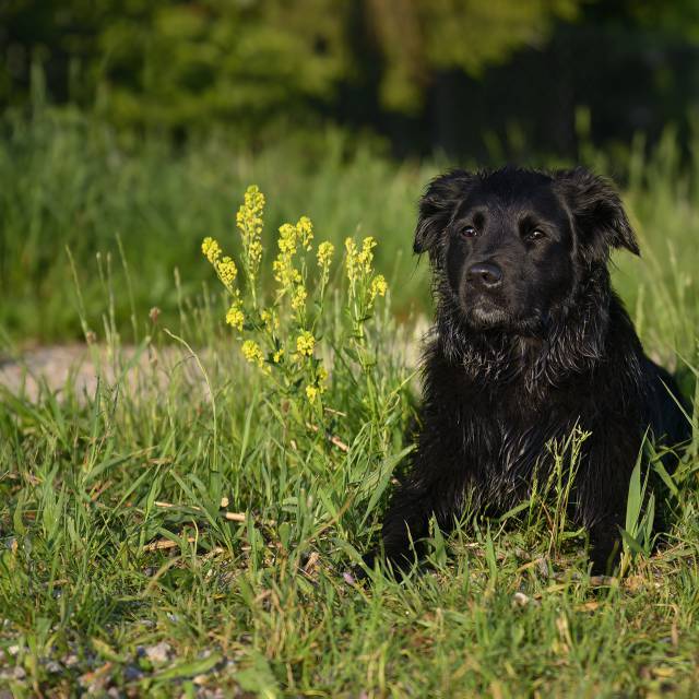 Hund Wiese