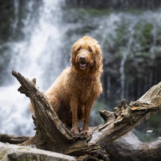 Hund Wasserfall