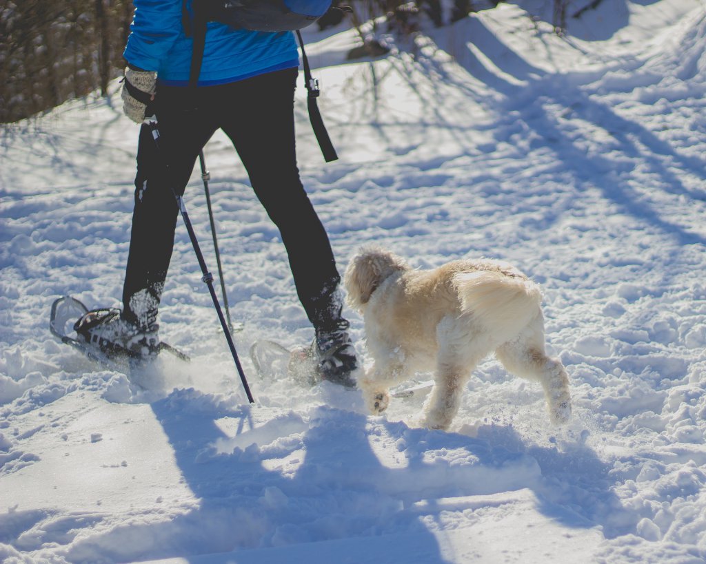 hotel tegernsee mit hund