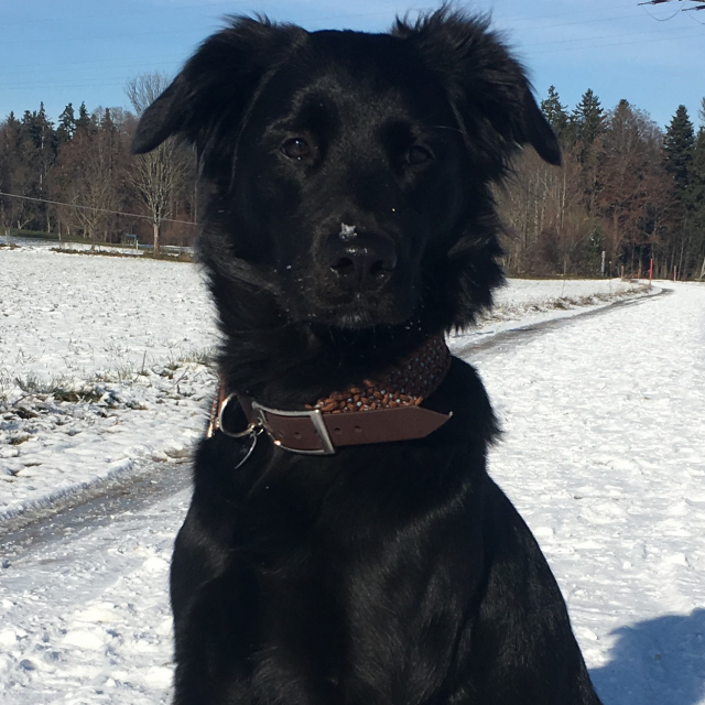 Hund Schnee