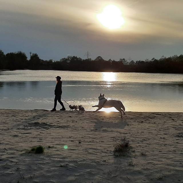 Eva Windisch Hunde Strand Tegernsee